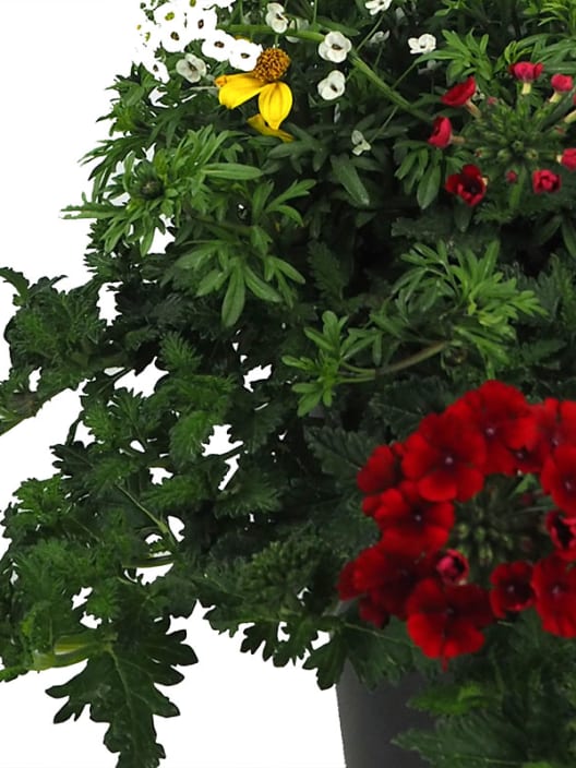 Composición de lobelia