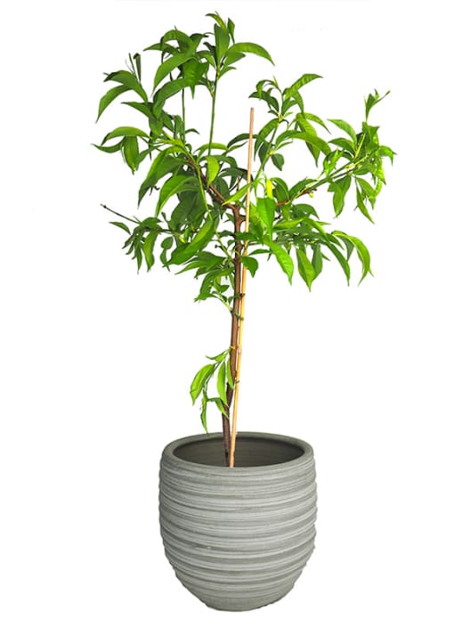 Melocotonero mini (prunus ice peach)