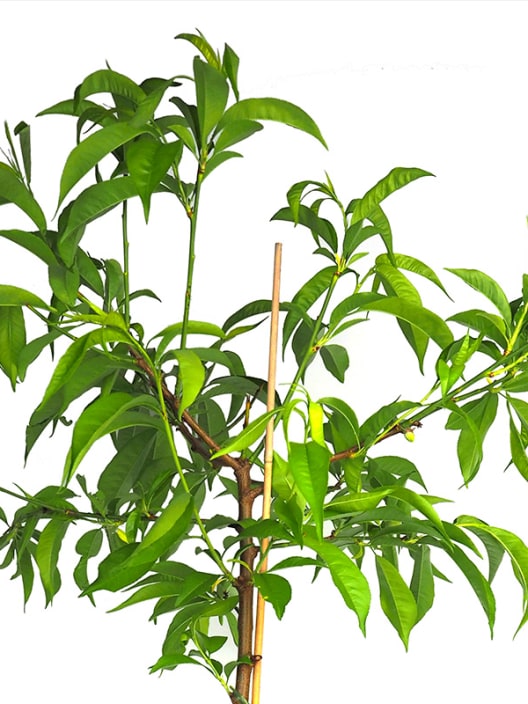 Melocotonero mini (prunus ice peach)