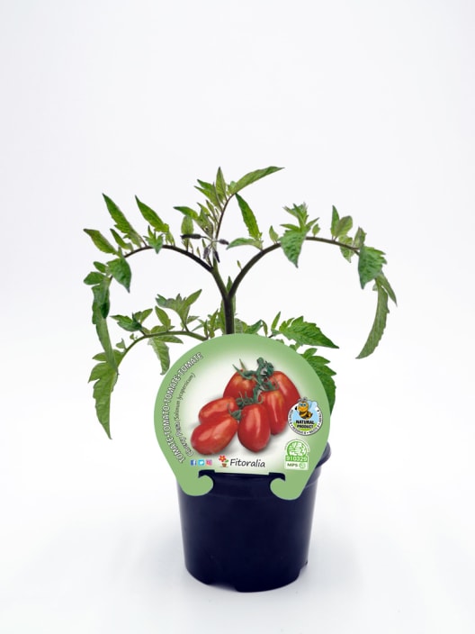 Tomate Cherry pera rojo - Planta de huerto