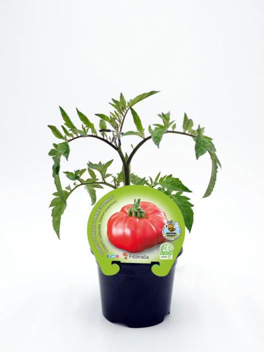 Tomate Omar Lebanese - Planta de huerto