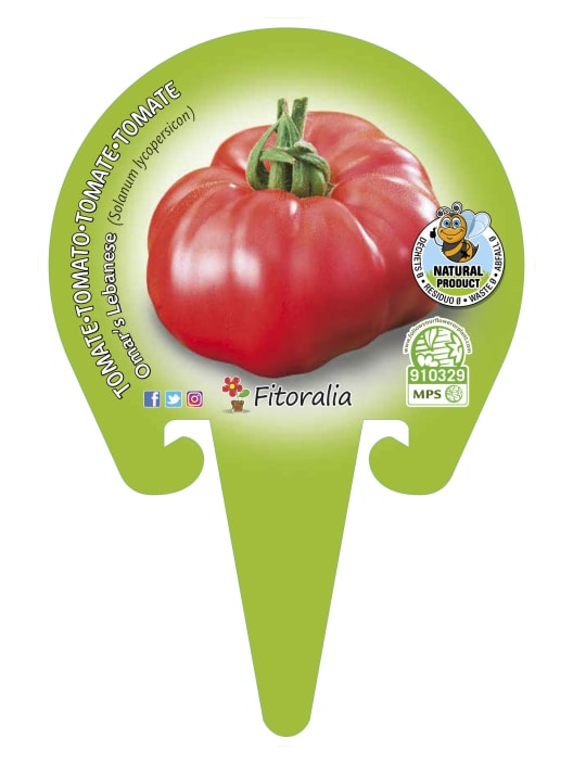 Tomate Omar Lebanese - Planta de huerto