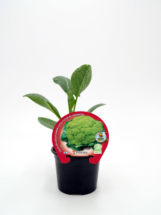 Coliflor verde - Planta de huerto