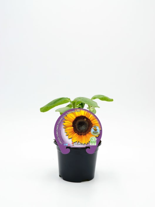 Girasol (Helianthus annuus)
