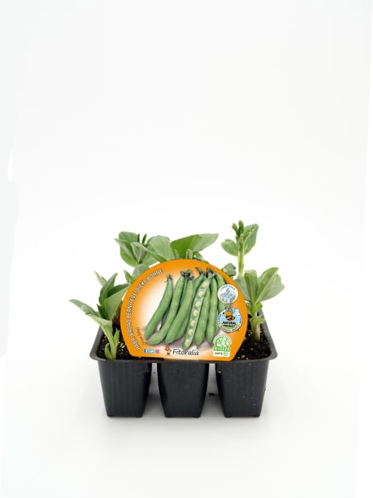 Haba - Planta de huerto