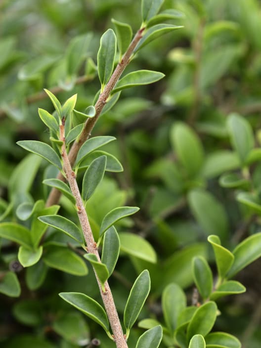 Ligustrum delavayanum