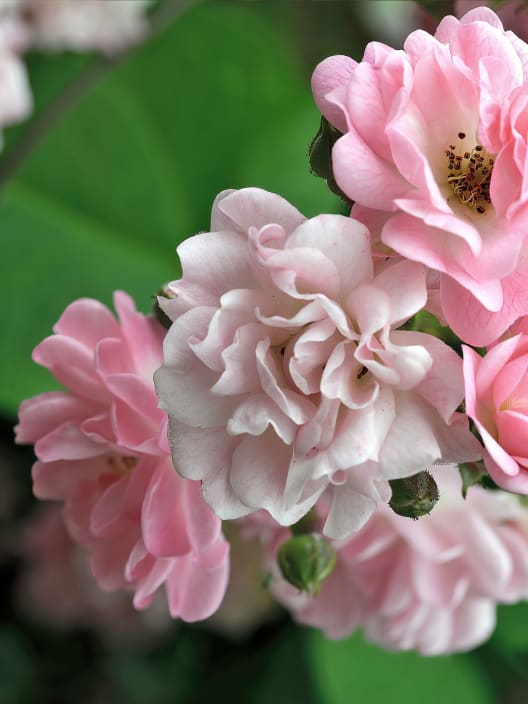 Rosa banksiae 'Rosea'