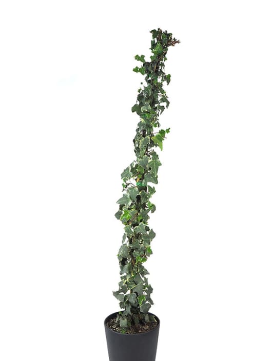 Hiedra 'Glacier'