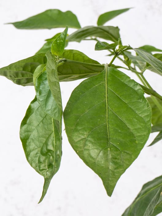 Pimiento Superpicante Trinidad Escorpion - Planta de huerto