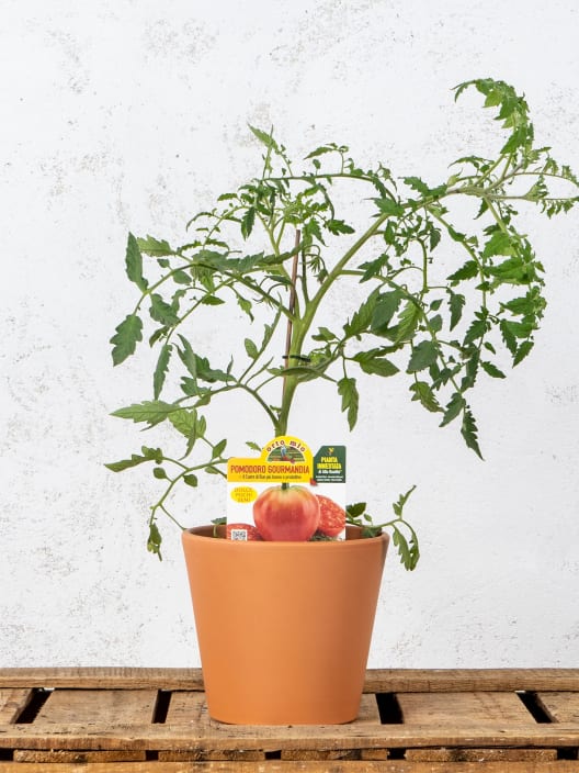 Tomate injertado Corazón de Buey - Planta de huerto