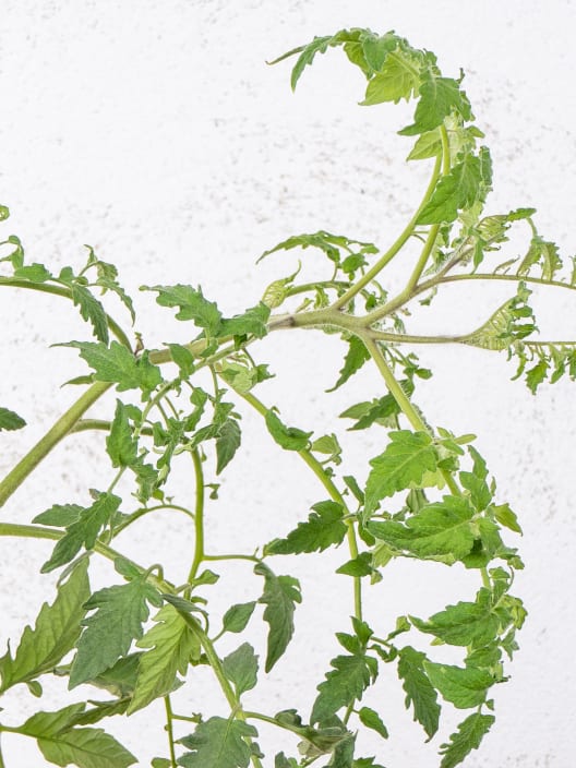 Tomate injertado Corazón de Buey - Planta de huerto