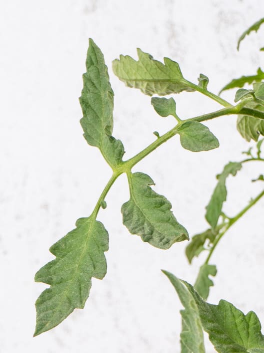 Tomate injertado Corazón de Buey - Planta de huerto