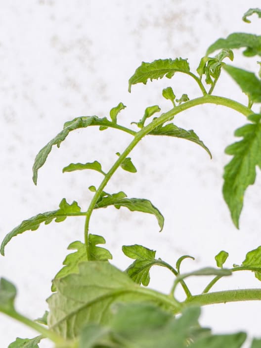 Tomate injertado Corazón de Buey - Planta de huerto