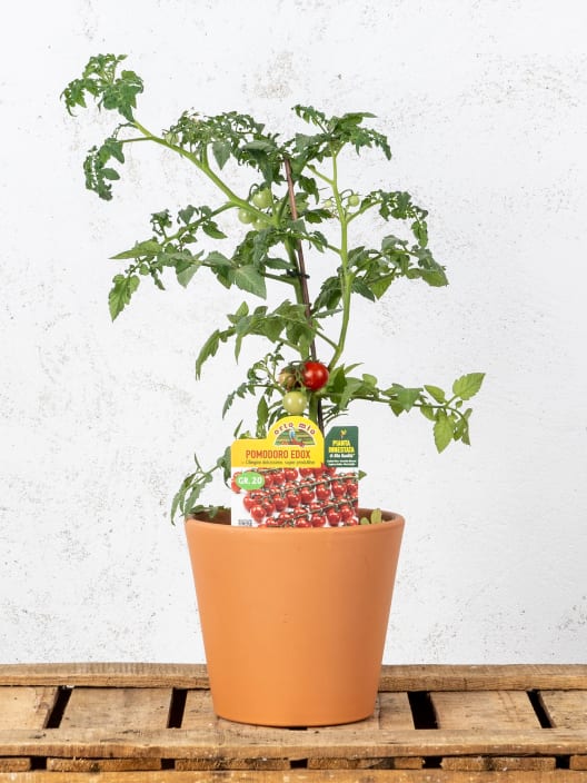 Tomate injertado Cherry EDOX F1 - Planta de huerto