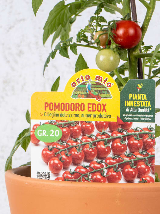 Tomate injertado Cherry EDOX F1 - Planta de huerto