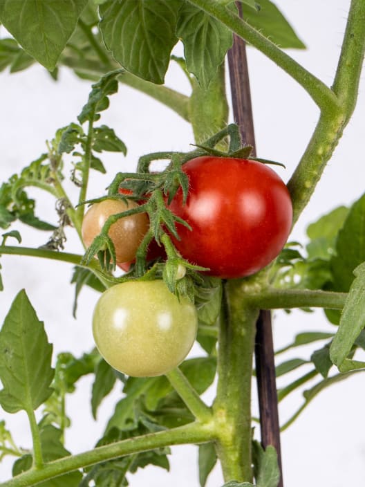 Tomate injertado Cherry EDOX F1 - Planta de huerto