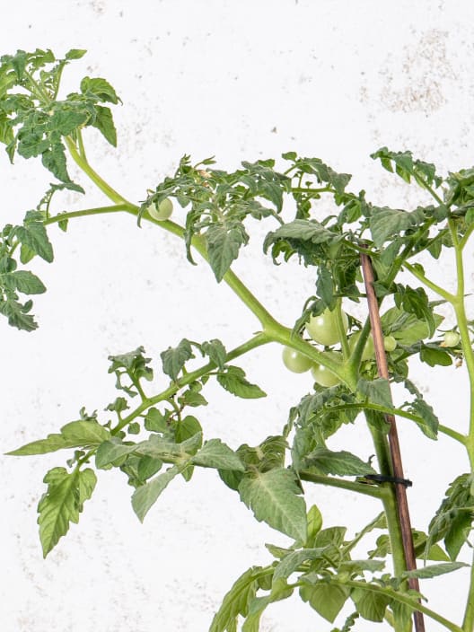 Tomate injertado Cherry EDOX F1 - Planta de huerto