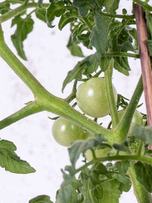 Tomate injertado Cherry EDOX F1 - Planta de huerto