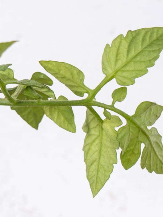 Tomate injertado Cherry EDOX F1 - Planta de huerto