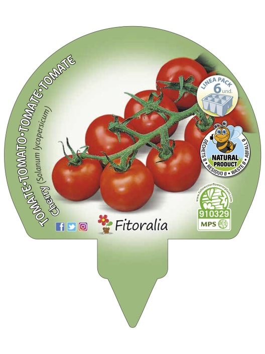 Tomate Cherry rojo - Planta de huerto