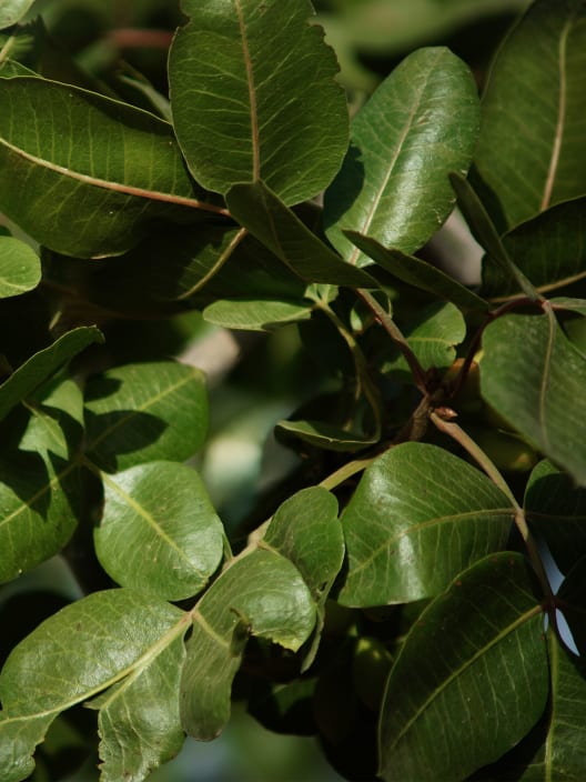 Pistacho 'Peters' (Macho)