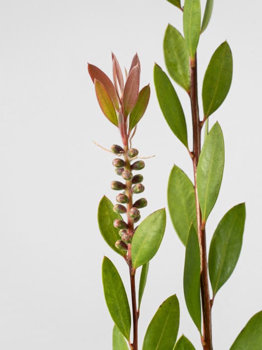 Callistemon laevis