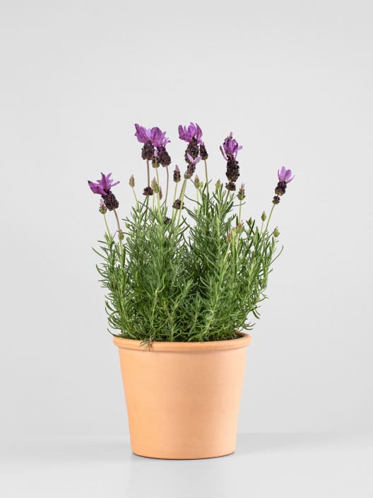 Lavanda Stoechas - Planta aromática