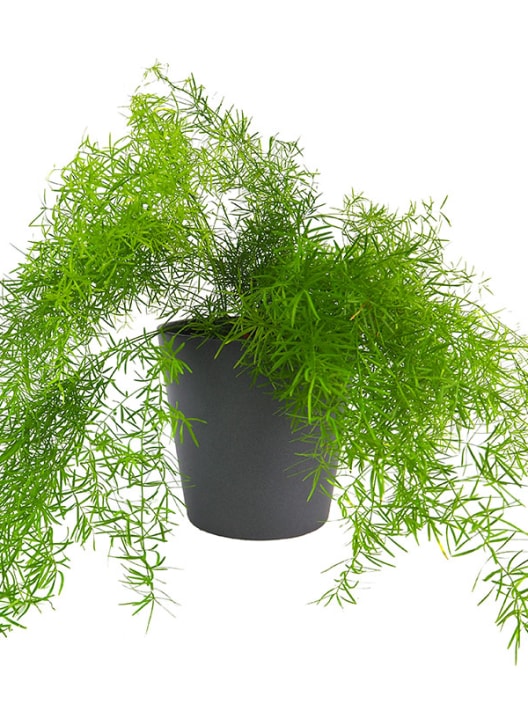 Asparagus sprengeri (Esparraguera de jardín)