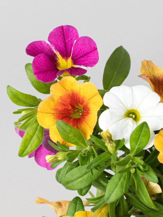 Calibrachoa