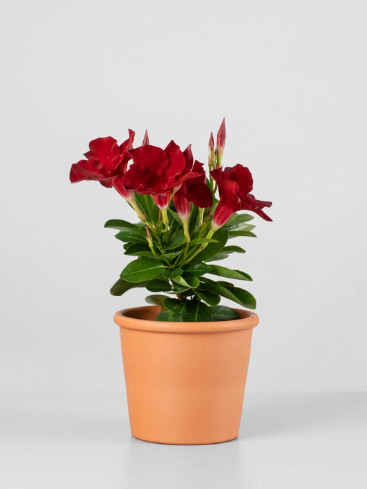 Dipladenia Mandevilla (arbustiva)