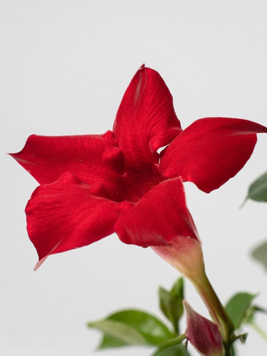 Dipladenia Mandevilla (arbustiva)