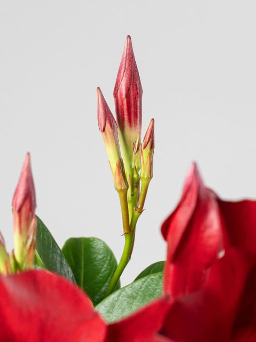 Dipladenia Mandevilla (arbustiva)