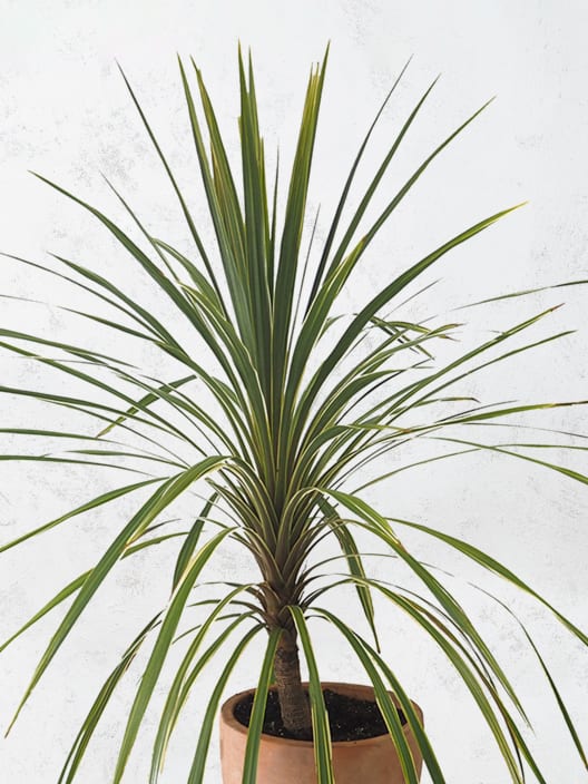 Dracaena indivisa dazzler (cordyline australis dazzler)