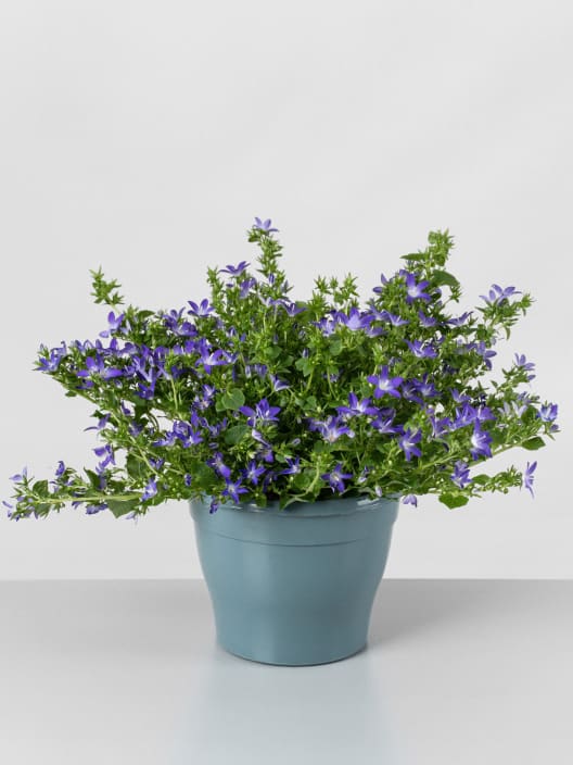 Campanula Addenda® colgante