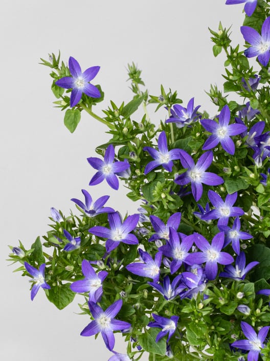 Campanula Addenda® colgante