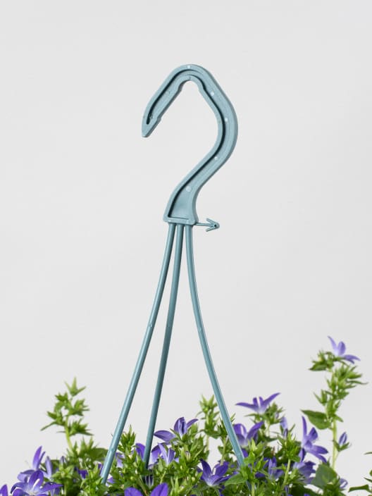 Campanula Addenda® colgante