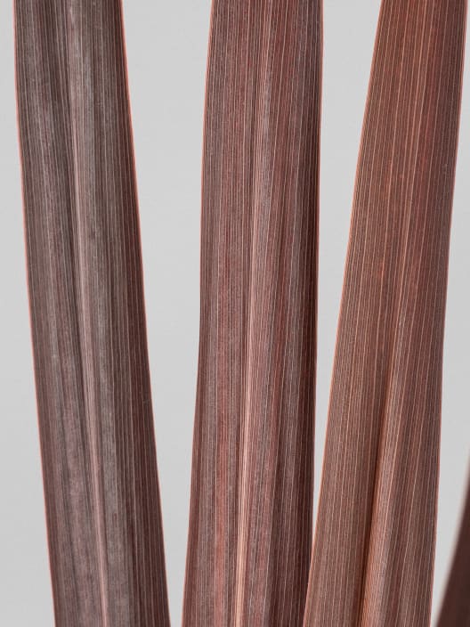 Dracaena Cordyline australis 'Red Star'