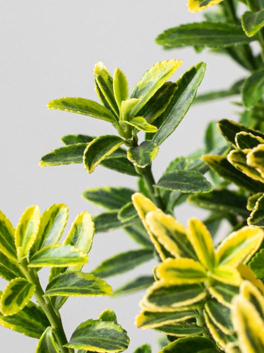 Evónimo enano dorado - Euonymus pulchellus 'Aurea'