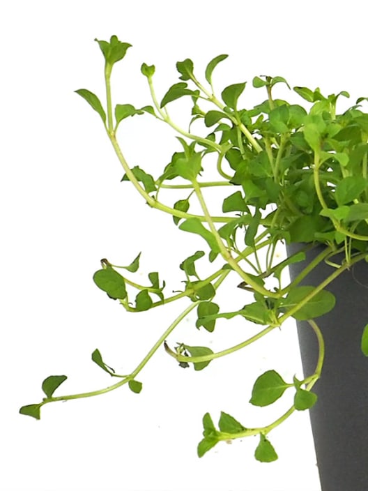 Poleo (mentha pulegium) - Planta aromática