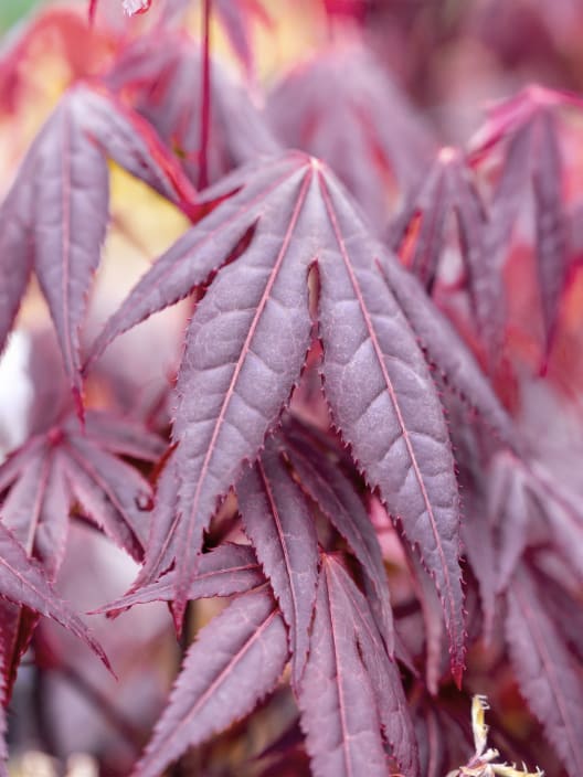 Acer palmatum 'Shaina' (Arce Japonés Enano 'Shaina')