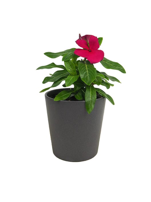 Catharanthus roseus (Vinca)