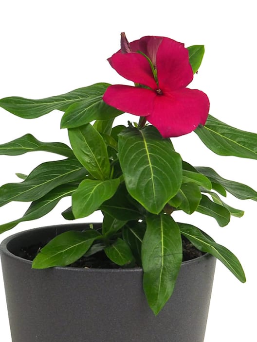 Catharanthus roseus (Vinca)