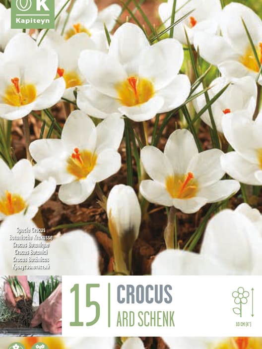 Bulbos de Crocus chrysanthus 'Ard Schenk'