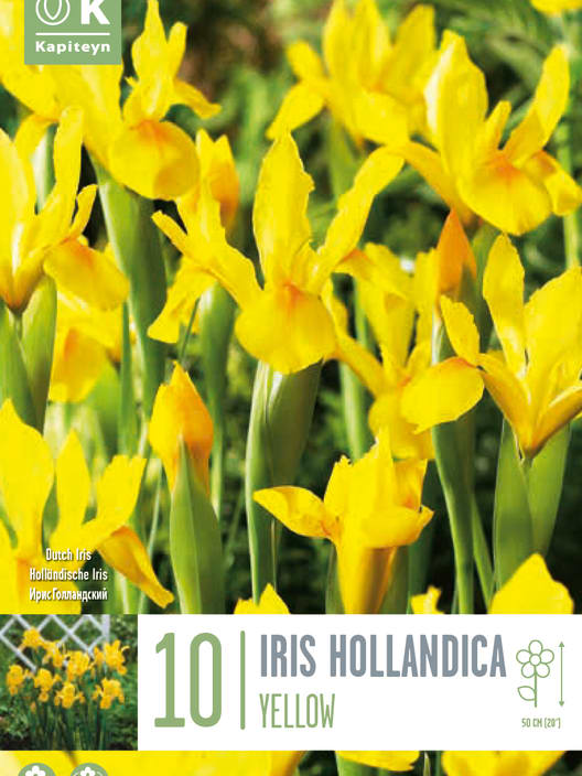 Bulbos de Iris × hollandica 'Royal yellow'
