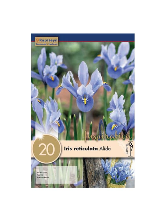 Bulbos de Iris reticulata 'Cantab'