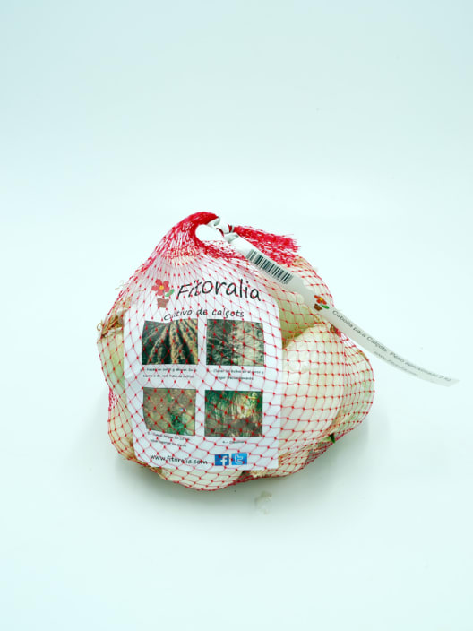 Calçots bolsa 2k  - Planta de huerto