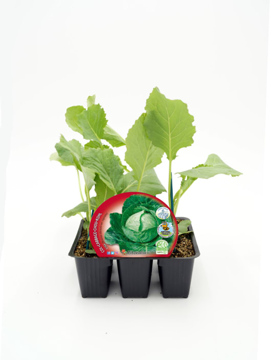 Col Lisa - Pack de 6 plantas de huerto