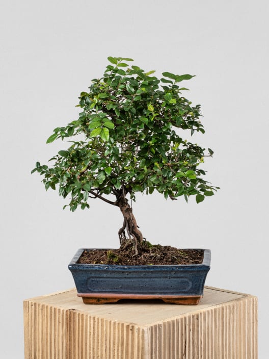 Bonsai Ciruelo dulce chino (Sageretia theezans)