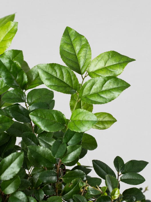 Bonsai Ciruelo dulce chino (Sageretia theezans)