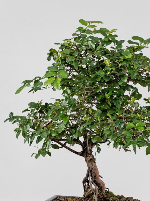 Bonsai Ciruelo dulce chino (Sageretia theezans)